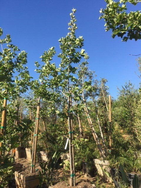 Photo for Platanus x acerifolia (Standard) (London Plane Tree)
