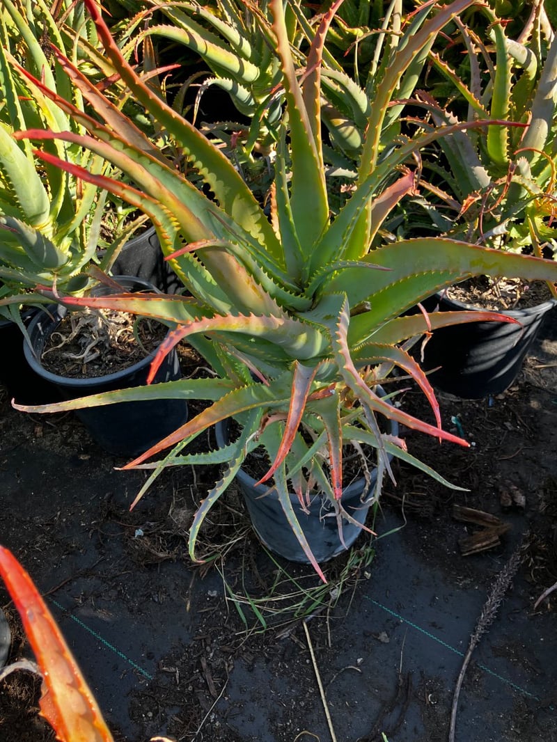 Photo for Aloe arborescens (Torch Aloe)