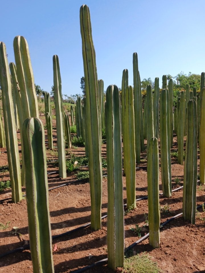 Photo for Lemaireocereus marginatus (Pachycereus marginatus) (Mexican Fence Post Cactus)