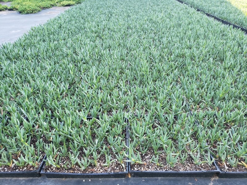 Photo for Carpobrotus edulis (Purple) (Hottentot fig, Iceplant, Sea Fig )