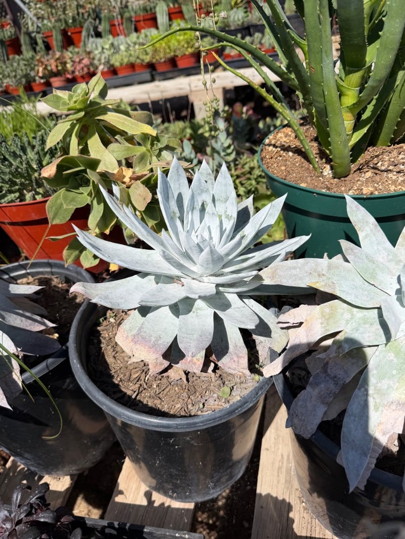 Photo for Dudleya brittonii (Giant Chalk Dudleya)