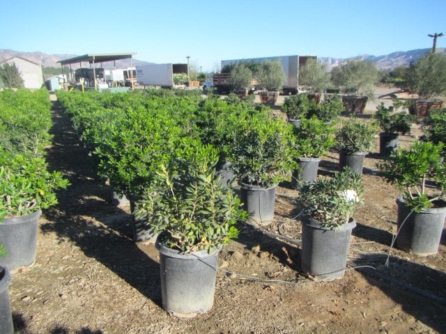 Photo for Pittosporum tobira (Japanese Mock Orange)