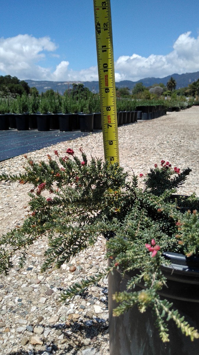 Photo for Grevillea lanigera 'Coastal Gem' (Costal Gem Grevillea)