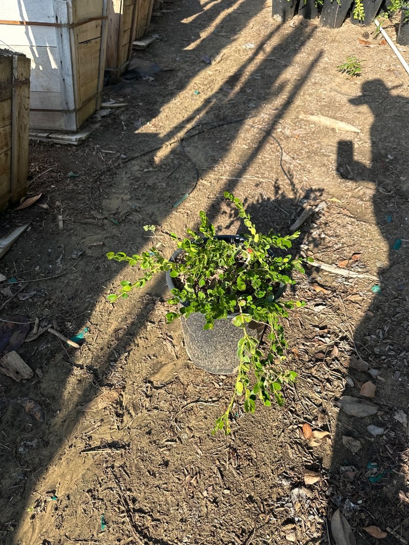 Photo for Carissa macrocarpa ‘Green Carpet’ (Green Carpet Natal Plum)