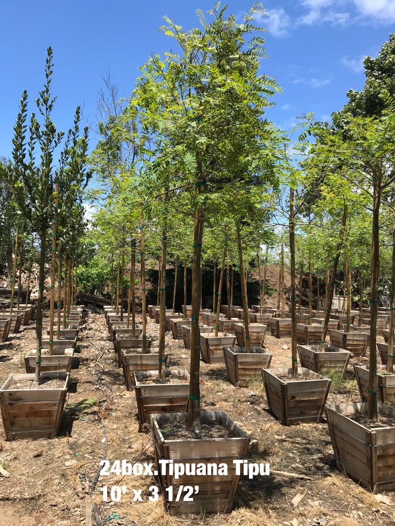 Photo for Tipuana tipu (Standard) (Tipu Tree)