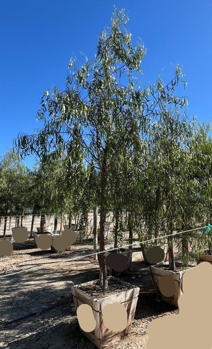 Photo for Geijera parviflora (Australian Willow)