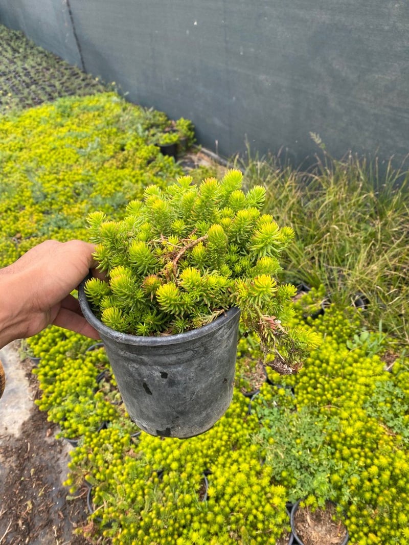 Photo for Sedum rupestre 'Angelina' (Angelina Stonecrop)