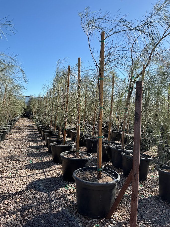 Photo for Acacia stenophylla (Shoe-String Acacia)