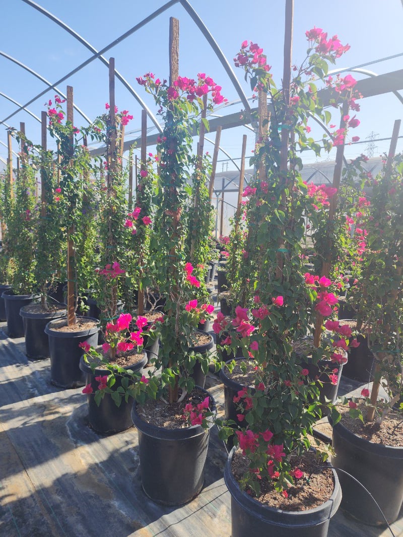 Photo for Bougainvillea 'San Diego Red' (Staked)  (San Diego Red Bougainvillea)