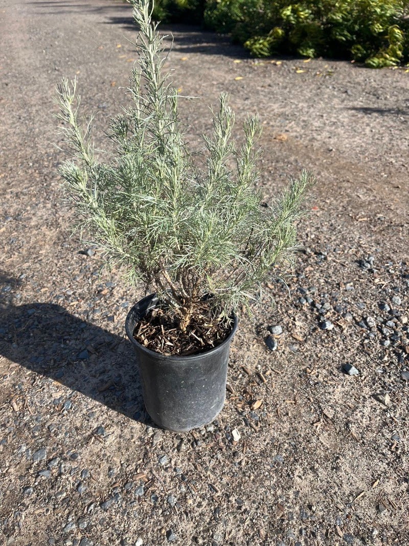 Photo for Artemisia californica (California Sagebrush)