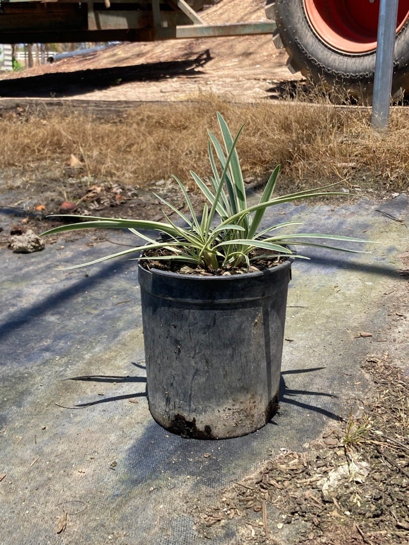 Photo for Liriope muscari 'Silvery Sunproof' (Liriope muscari 'Silvery Sunproof')