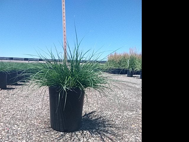 Photo for Pennisetum alopecuroides 'Hameln' (Dwarf Fountain Grass)