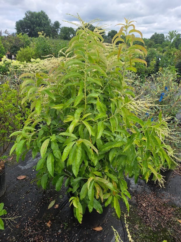 Photo for Oxydendrum arboreum (Sourwood)