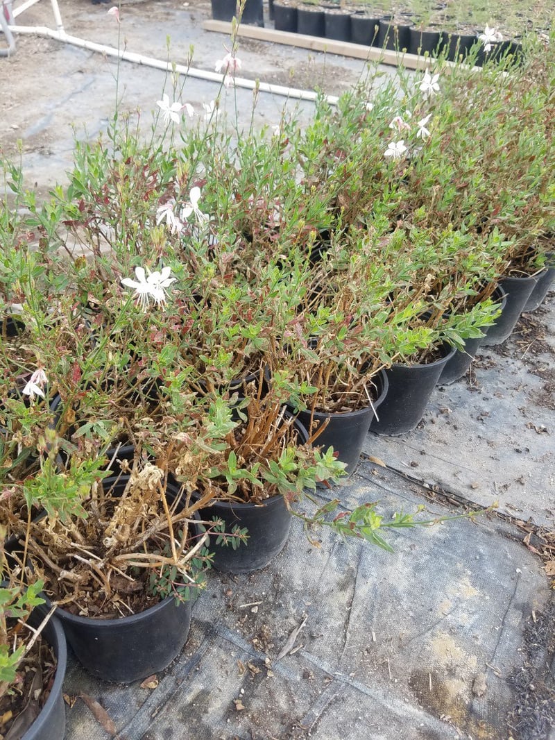 Photo for Gaura lindheimerii 'Whirling Butterflies' (Whirling Butterflies Gaura)