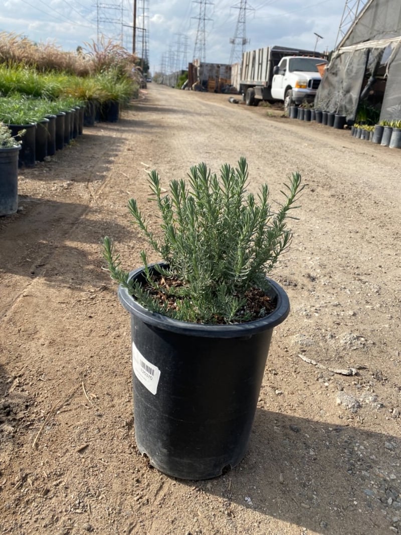 Photo for Lavandula stoechas (Spanish Lavender)