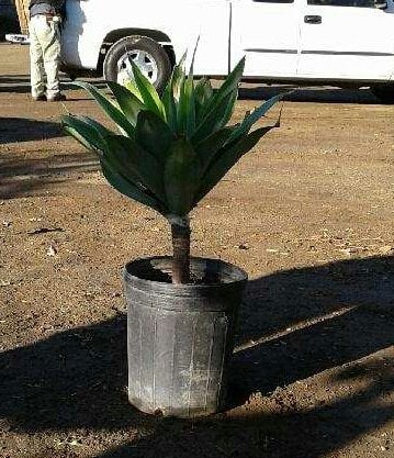 Photo for Agave attenuata (Fox Tail Agave)