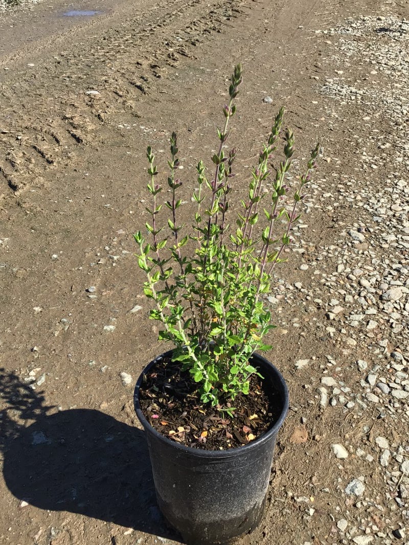 Photo for Teucrium chamaedrys (Wall Germander)