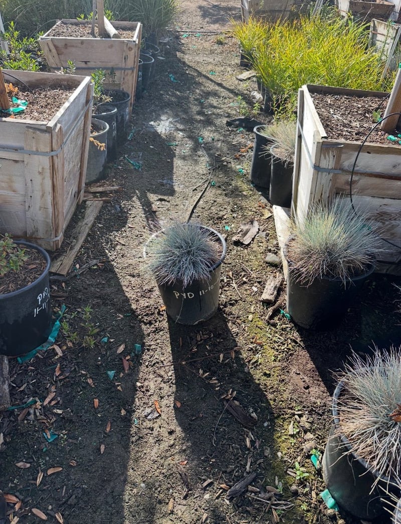 Photo for Festuca ovina 'Glauca' (Blue Fescue Grass)