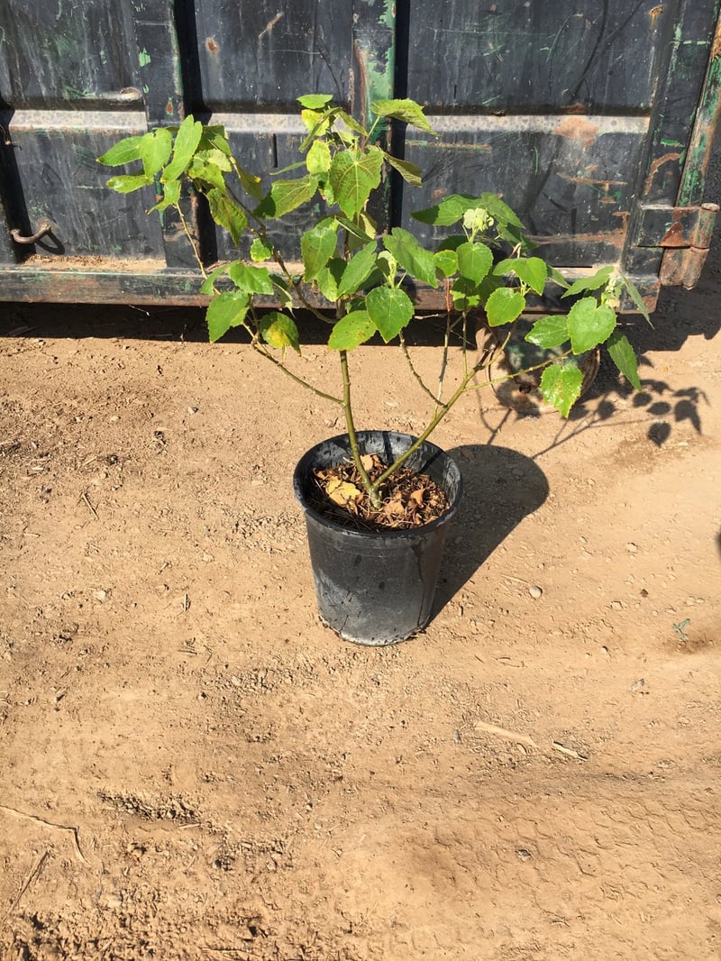 Photo for Abutilon palmeri (Indian Mallow)
