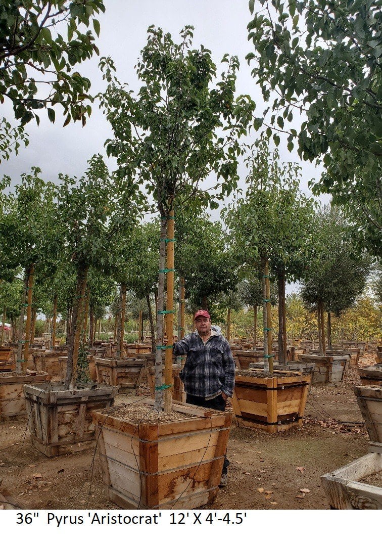 Photo for Pyrus calleryana 'Aristocrat' (Standard) (Aristocrat Callery Pear)