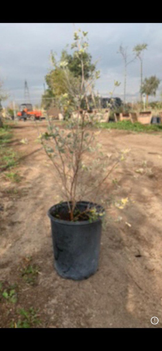 Photo for Leucophyllum zygophyllum 'Cimarron' (Cimarron Texas Ranger)