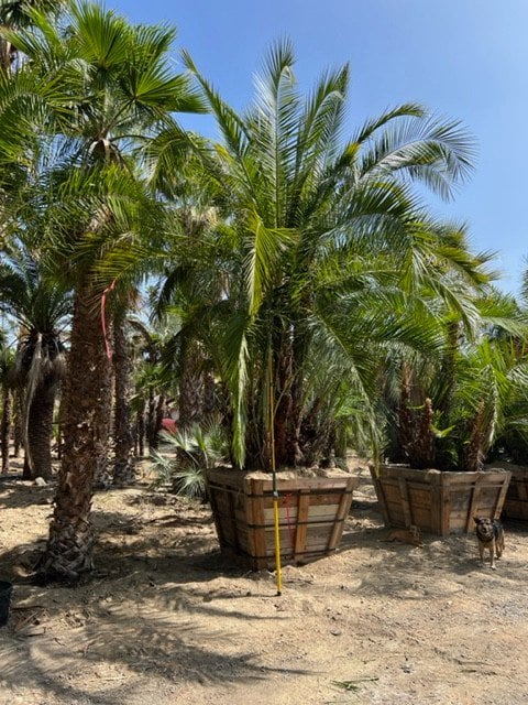 Photo for Phoenix reclinata (Multi) (Senegal Date Palm)