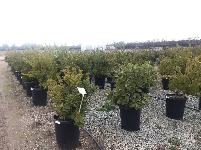 Photo for Arbutus unedo ‘Compacta’ (Dwarf Strawberry Tree)