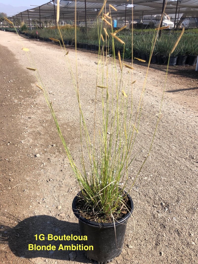 Photo for Bouteloua gracilis 'Blonde Ambition' (Blonde Ambition Blue Grama Grass)