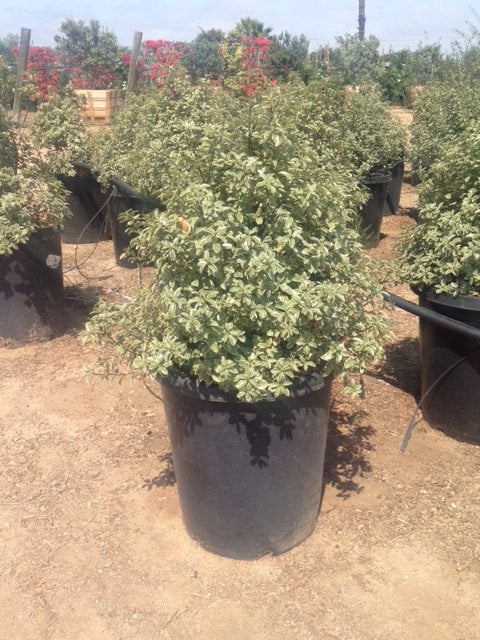 Photo for Pittosporum tenuifolium 'Marjorie Channon' (Variegated Kohuhu)