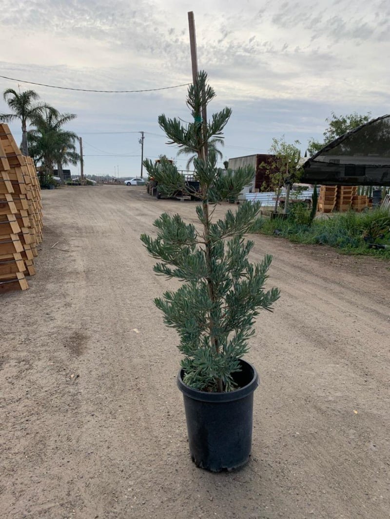 Photo for Podocarpus elongatus 'Monmal' (Column) (Icee Blue Yellow-Wood)