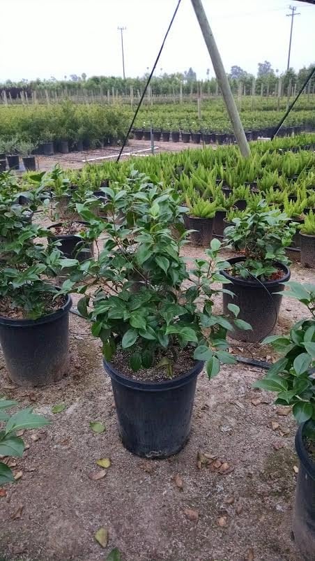 Photo for Camellia japonica (Camellia japonica)