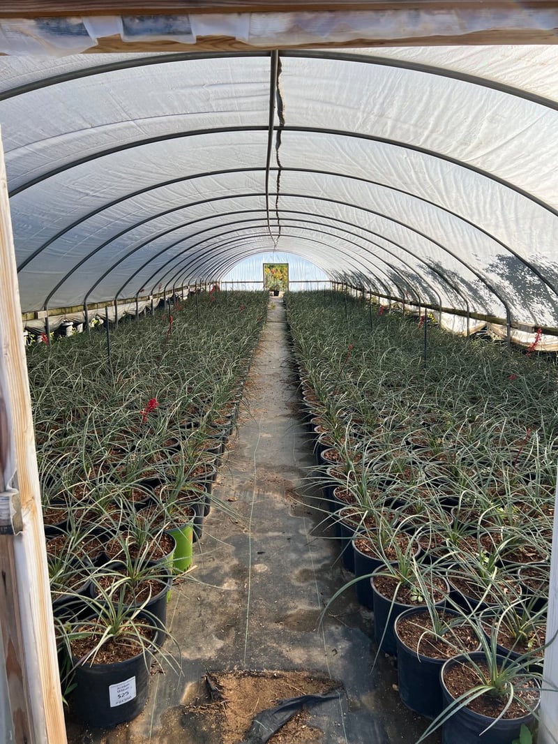 Photo for Hesperaloe parviflora 'Perpa' (Brakelights Red Yucca)