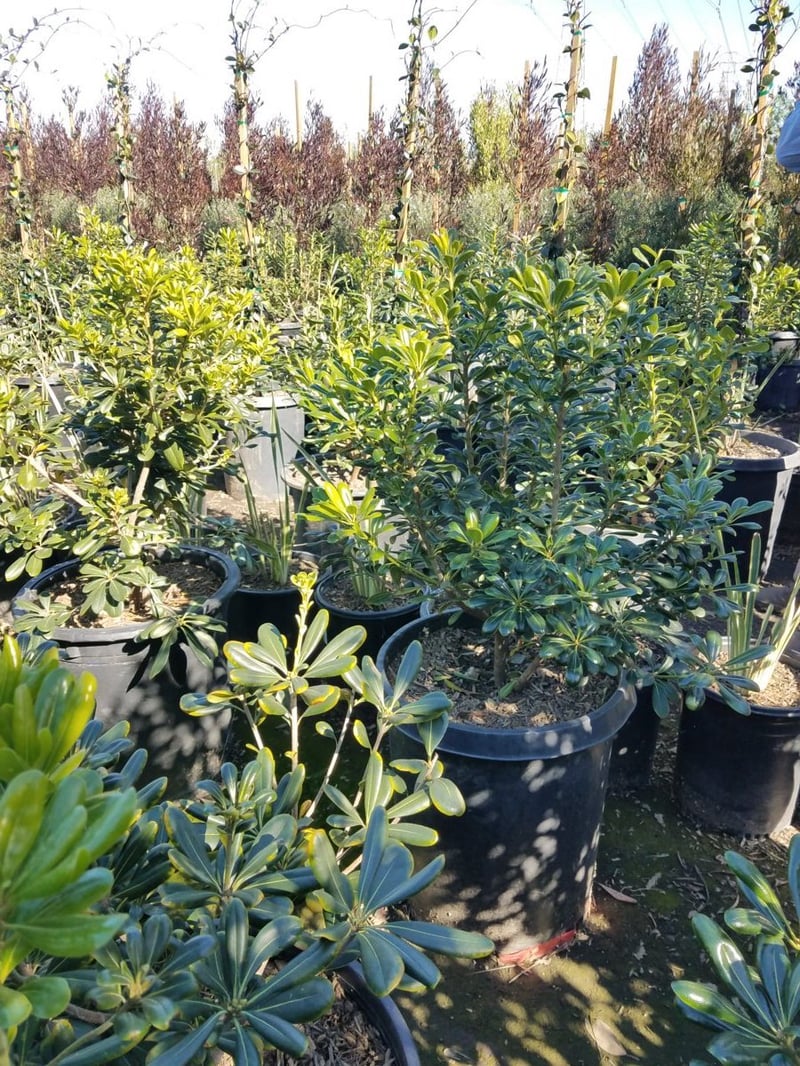 Photo for Pittosporum tobira (Japanese Mock Orange)