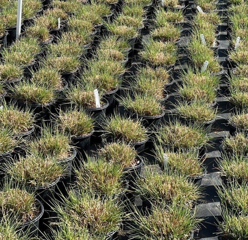 Photo for Bouteloua gracilis (Blue Gramma Grass)