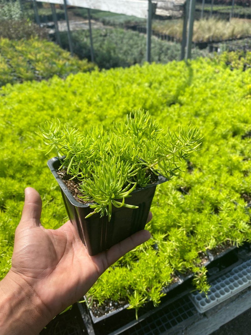 Photo for Sedum reflexum 'Lemon Coral' (Lemon Coral Stonecrop)