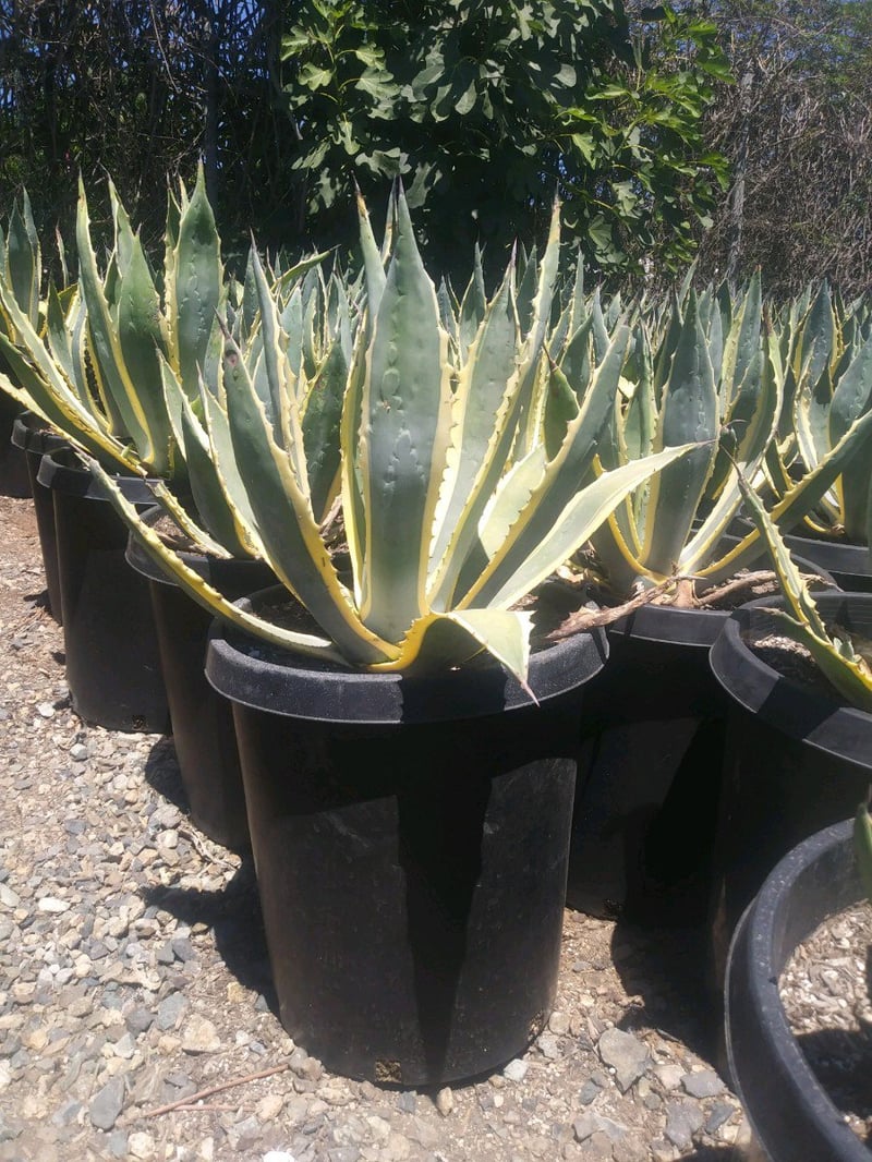 Photo for Agave americana var. marginata (Variegated Century Plant)
