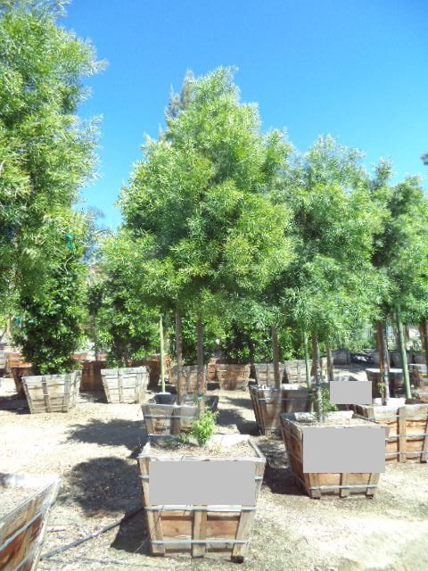 Photo for Podocarpus gracilior (Standard) (Fern Pine)