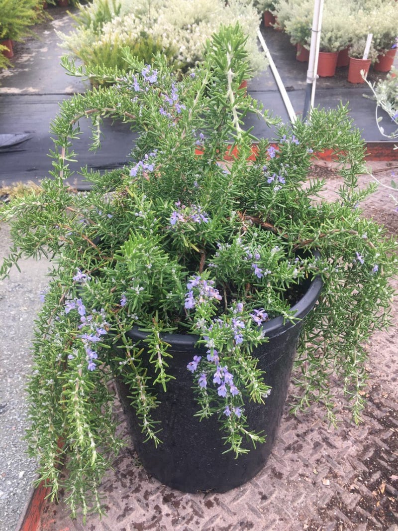 Photo for Rosmarinus officinalis Irene ['Renzels'] (Irene Trailing Blue Rosemary)