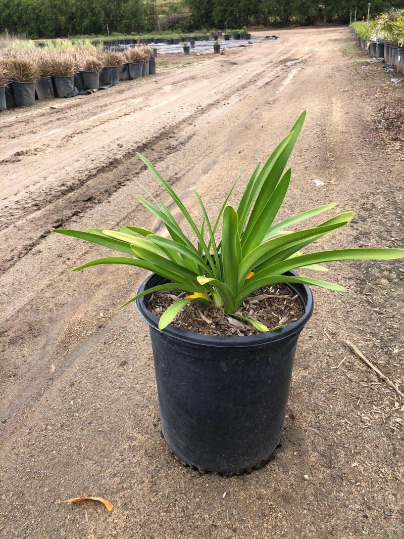Photo for Agapanthus africanus (Lily of the Nile)