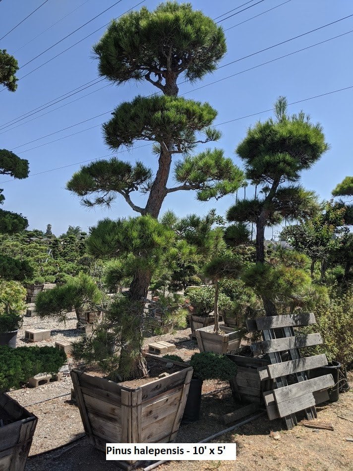 Photo for Pinus halepensis (Bonsai) (Cloud Pruned Aleppo Pine)