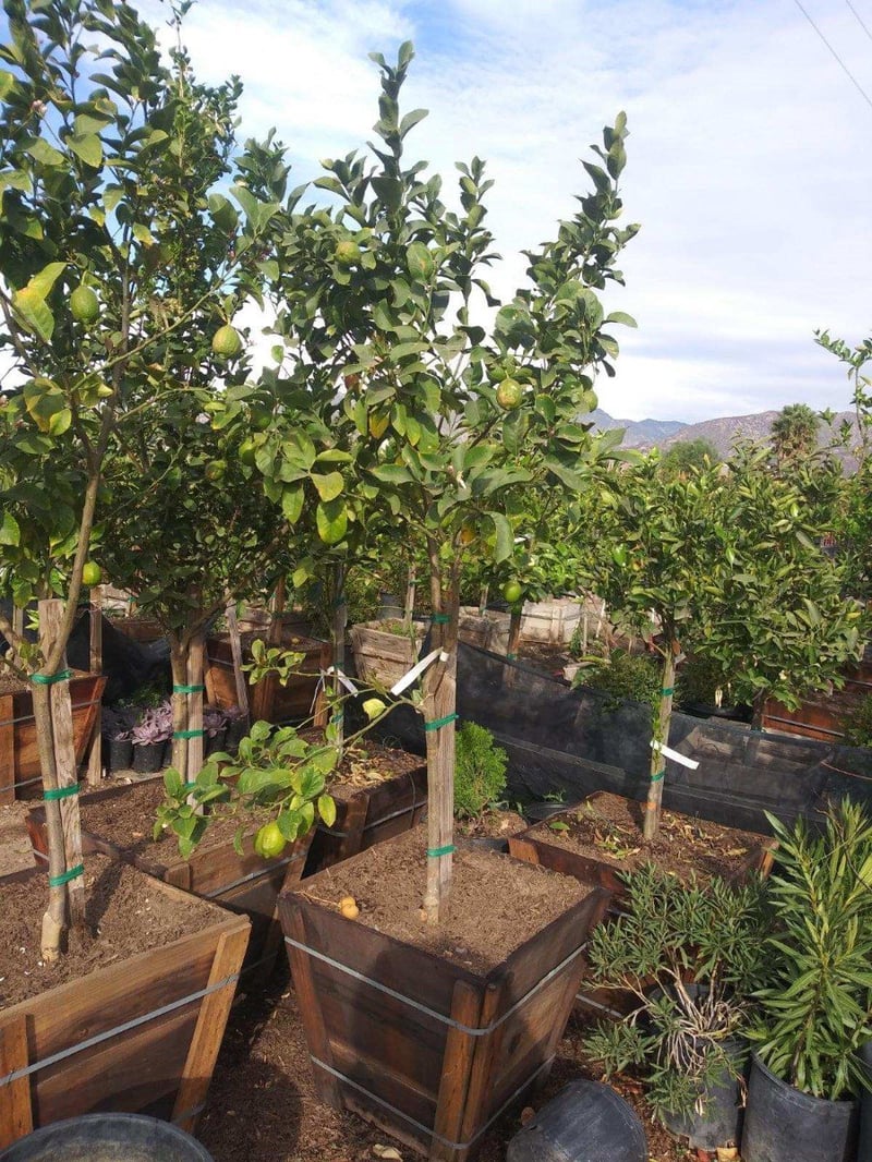 Photo for Citrus limon 'Eureka' (Eureka Lemon)