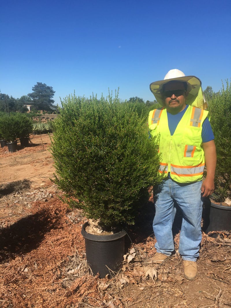 Photo for Melaleuca nesophila (Pink Melaleuca)