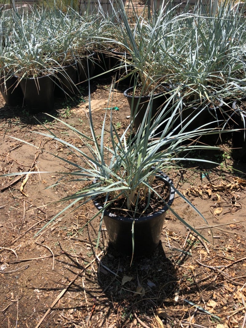 Photo for Leymus condensatus (Wild Rye)