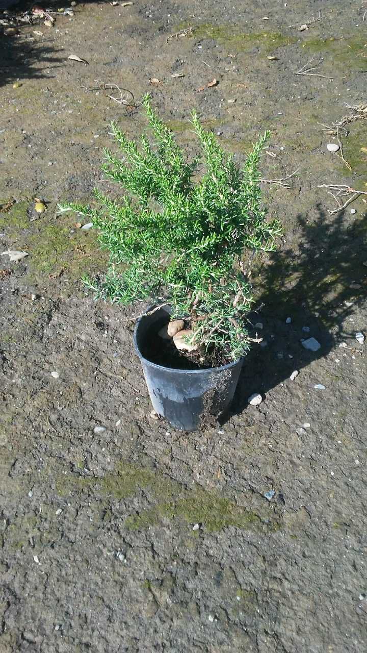Photo for Rosmarinus officinalis 'Huntington Carpet' (Huntington Carpet Rosemary)