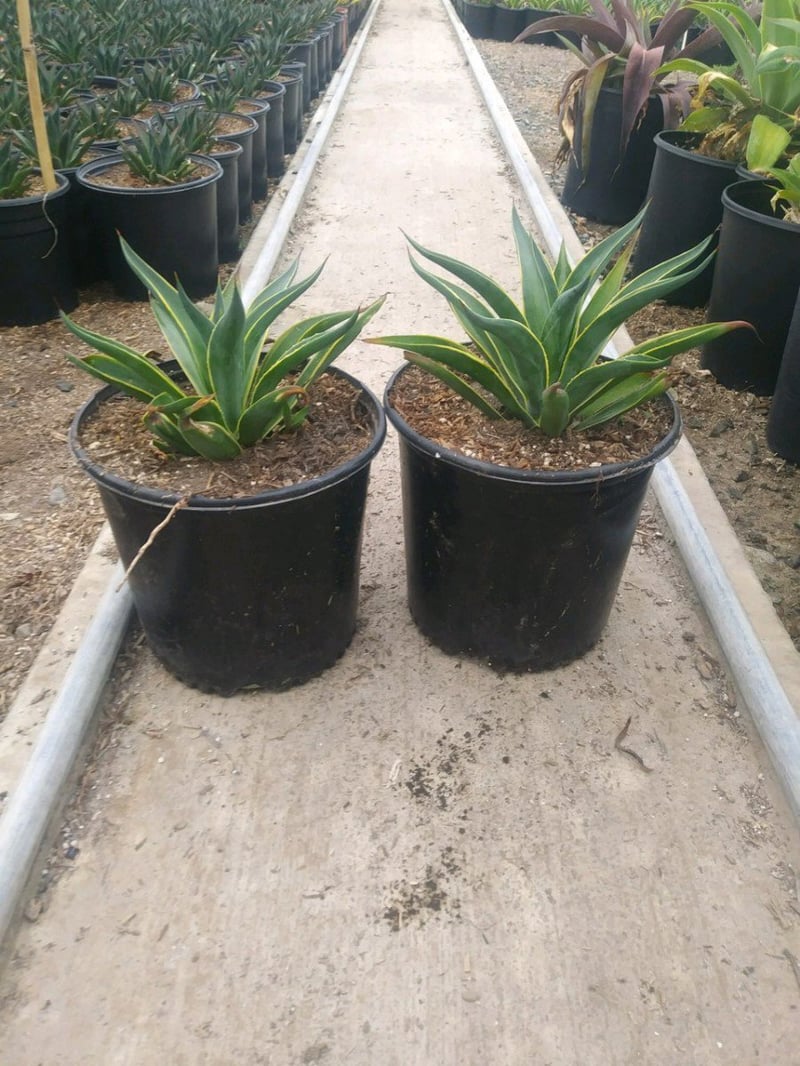 Photo for Agave desmetiana 'Variegata' (Variegated Smooth Agave)
