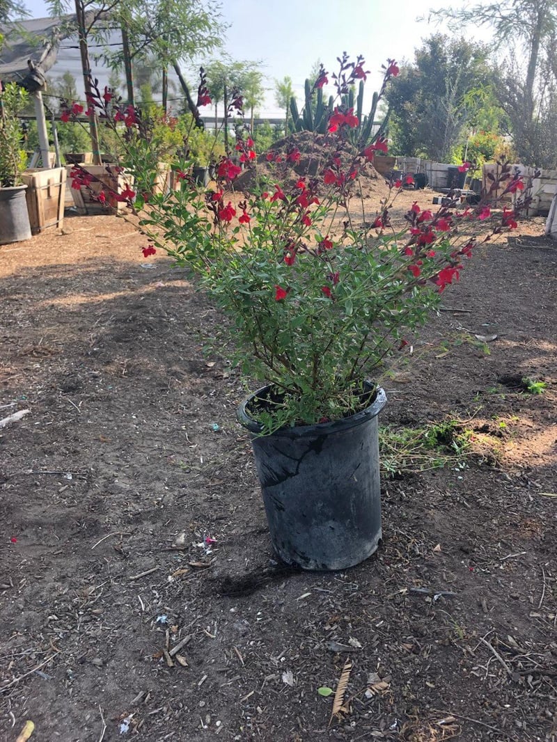Photo for Salvia greggii 'Furman's Red' (Furman's Red Autumn Sage)