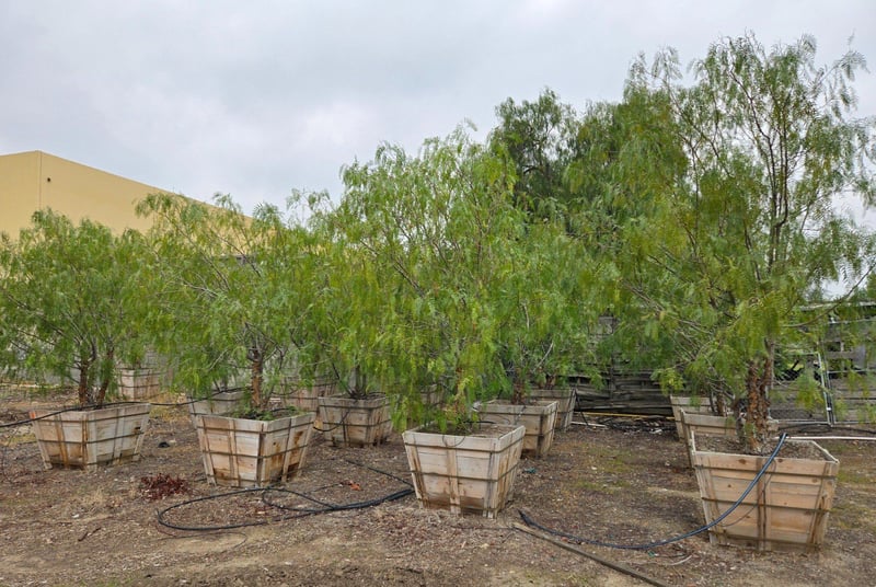 Photo for Schinus molle (Multi) (California Pepper Tree)