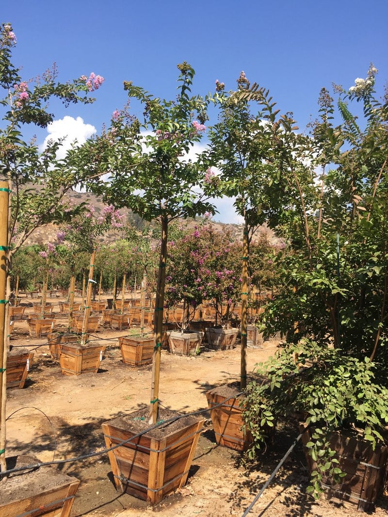 Photo for Lagerstroemia indica 'Purple' (Purple Crape Myrtle)