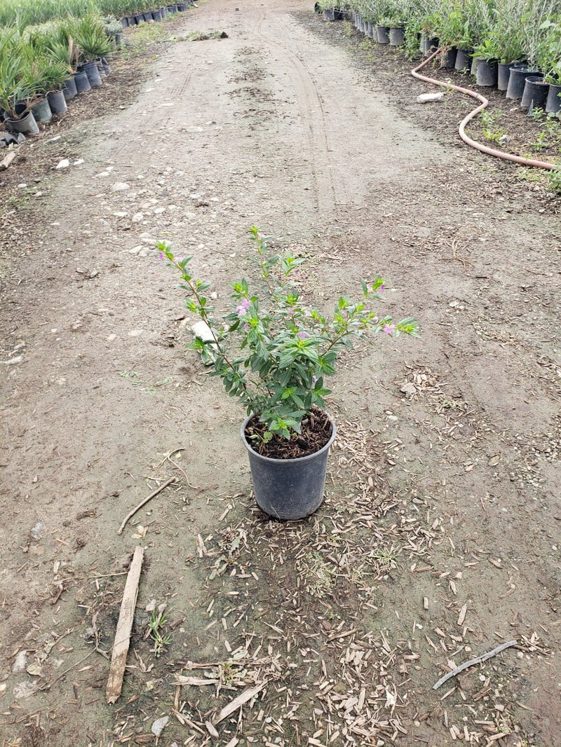 Photo for Cuphea hyssopifolia (Mexican Heather)