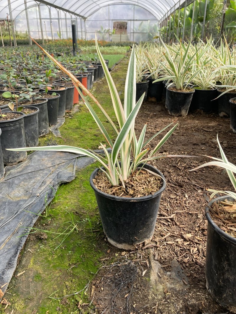 Photo for Dianella tasmanica (Tasman Flax Lily)
